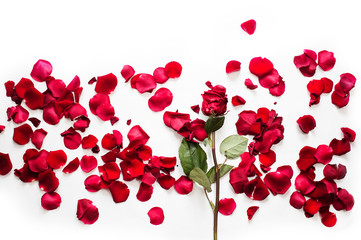 Red roses and rose petals isolated on white.