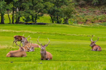 Red deer herd in natural environment on Island Arran, Scotland