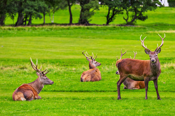 Naklejka na ściany i meble Red deer herd in natural environment on Island Arran, Scotland