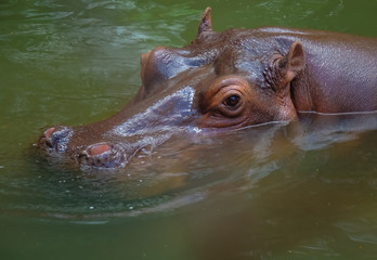 Looking hippo