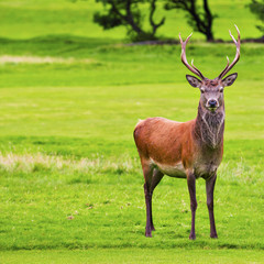 Male Red deer in natural environment on Isle of Arran, Scotland