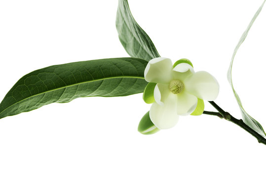 Fototapeta White magnolia flower on isolated background.