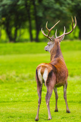 Male Red deer in natural environment on Isle of Arran, Scotland
