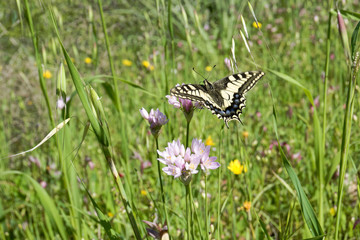 Macaone butterfly resting on a flower of wild onion. Sardinia, Mediterranean.