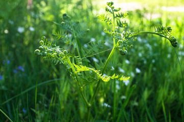 Young sprout of the Pteridium aquilinum known as  common bracken or eagle fern. A growing fern frond, unfurling on the sunny background.