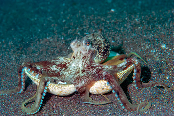Coconus Octopus