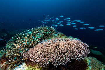 Naklejka na ściany i meble Indonesia Coral Reef