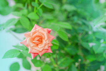 Pink-purple indoor rose flower close-up on delicate green leaf background, abstract natural background,