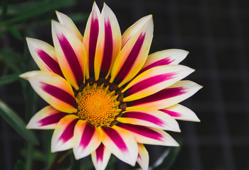 Gazania Rigens