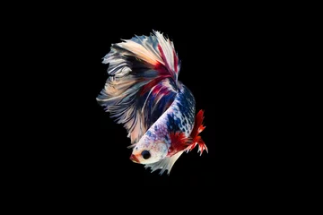  The moving moment beautiful of siam betta fish in thailand on black background.  © Soonthorn