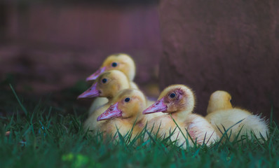 Little Ducks