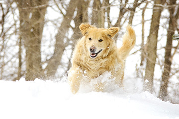 Golden Retriever in Snowy Woods
