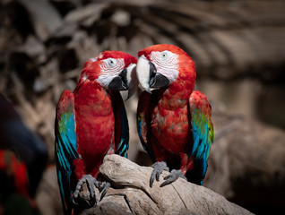 Fototapeta na wymiar Two scarlet macaw's snuggling on a tree branch