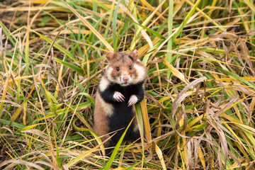 Wild hamster in green grass