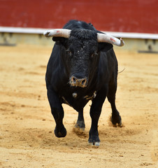 toro negro español en plaza de toros