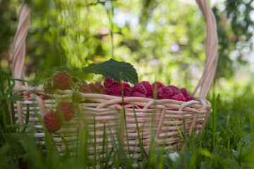 Ripe sweet raspberries in bowl on basket © rasskaz