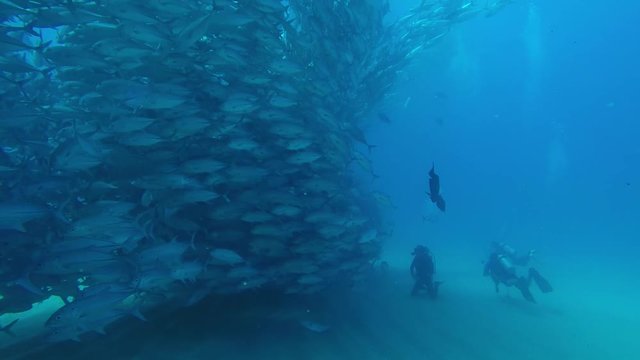 Big eye Trevally Jack, (Caranx sexfasciatus) Forming a polarized school, bait ball or tornado. Cabo Pulmo National Park. Baja California Sur,Mexico.