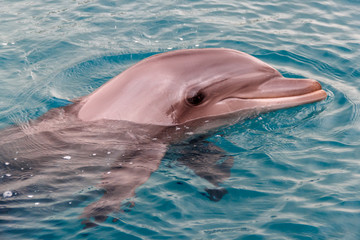 Obraz premium The yong Bottlenose dolphin is swimming in red sea