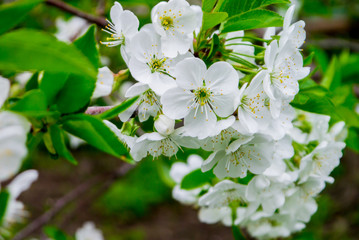 Flower pink cherry