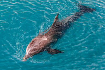 Fototapeta premium The yong Bottlenose dolphin is swimming in red sea