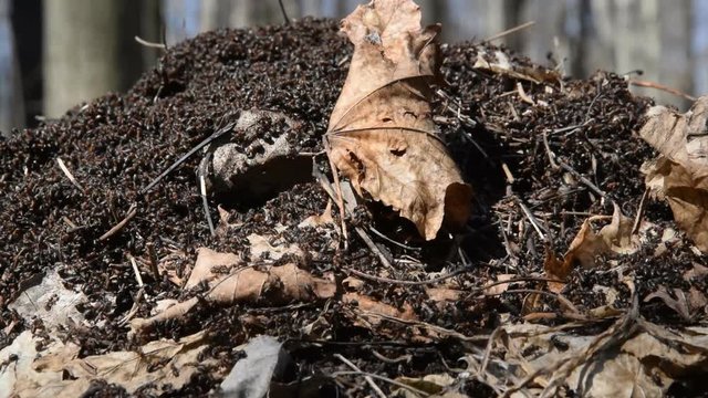 Ants in an anthill. Ants in the spring sunny forest after winter.