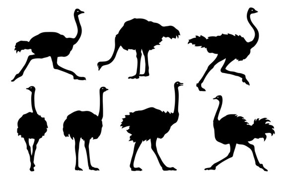 ostrich silhouettes 2018