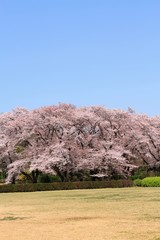 Fototapeta na wymiar 桜（ソメイヨシノ）