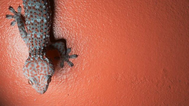 Gecko on the orange wall