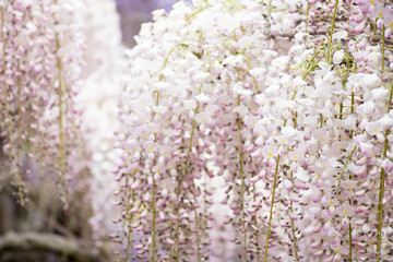 Beautiful blooming of Wisteria tree background