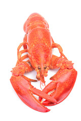 Lobster