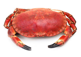 Crab