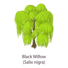 Black willow icon. Isometric illustration of black willow vector icon for web © ylivdesign