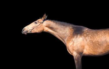 Fototapeta na wymiar Portrait of horse isolated on black background
