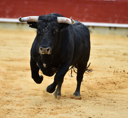 toro negro español en plaza de toros