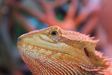 Jack Photos