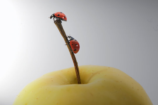 Two ladybugs on an apple stalk