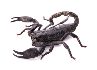 scorpion on white background