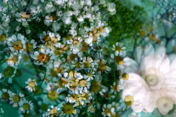 сюрреализм, ромашки, искусство, фон