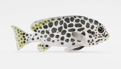 Realistic 3D Render of Andaman Sweetlips Fish