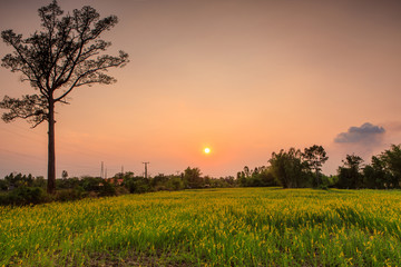 Yellow flowers field on sunset in the countryside of Thailand.