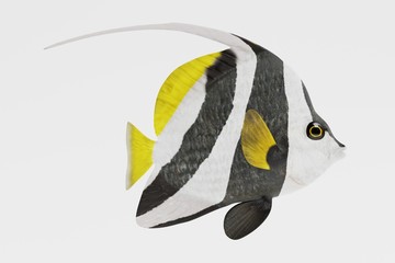 Realistic 3d Render of Longfin Bannerfish