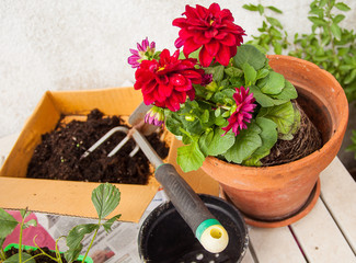 Gardening on the terrace.