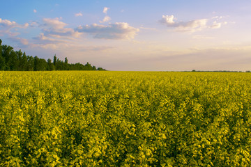 Scenic view of rapeseed field at the evening