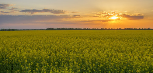 Fototapeta na wymiar Magnificent sunset over rapeseed field