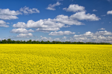 Obraz premium Picturesque canola field under blue sky with white fluffy clouds