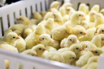Baby Chickens just born on tray, Poultry Business. chicken farm business with high farming and using technology on farming on Selecting chicken gender process line