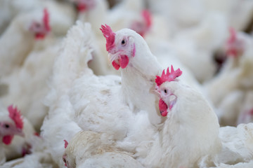 Poultry farm business for the purpose of farming meat or eggs for food from, White chicken Farming feed in indoor housing