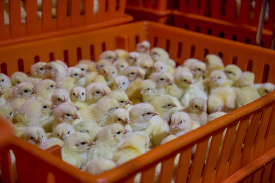 Baby Chickens just born on tray, Poultry Business. chicken farm business with high farming and using technology on farming on Selecting chicken gender process line