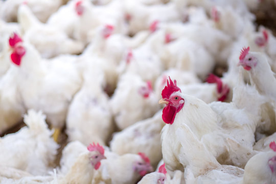 Poultry farm business for the purpose of farming meat or eggs for food from, White chicken Farming feed in indoor housing