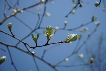 Magnolia, magnoliaceae, Denudata,Rare plants from other countries, which grow with good care in Germany
